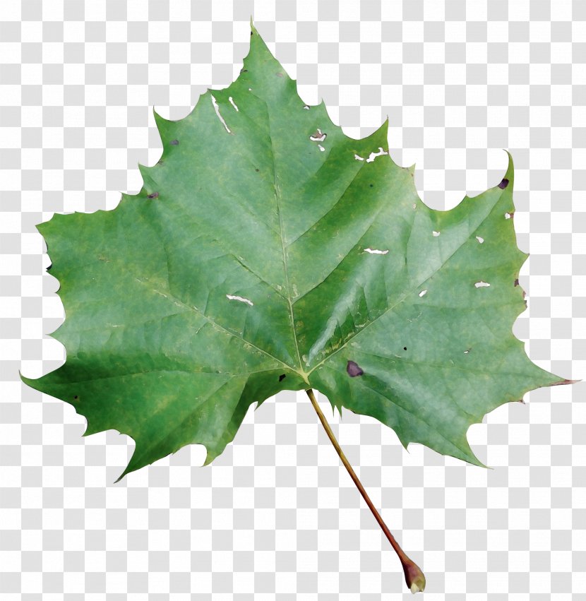 Maple Leaf - Wet Ink - Planetree Family Holly Transparent PNG