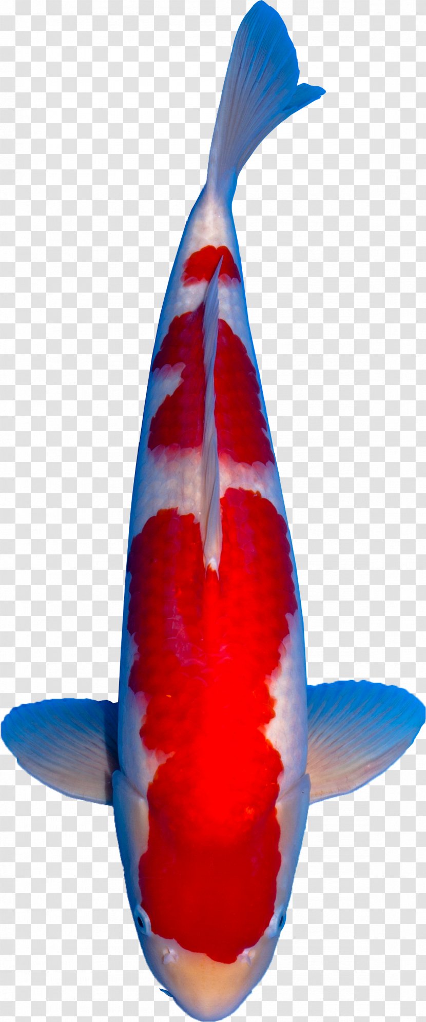 Koi Cobalt Blue Fish - Fin Transparent PNG