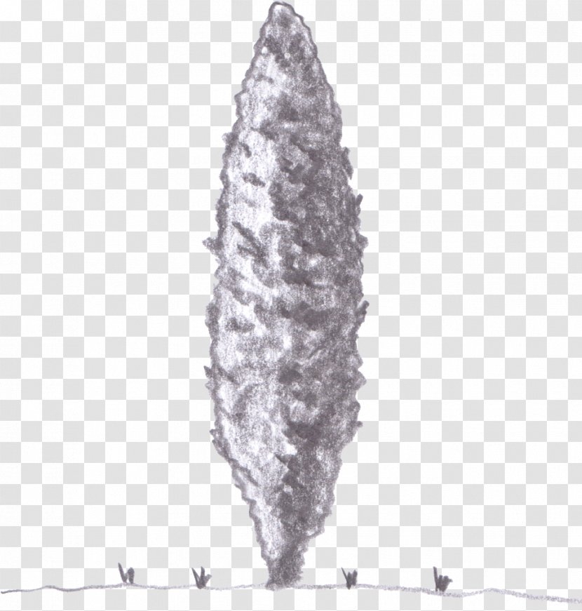 Sorbus Commixta Tree Deciduous White Berry - Nursery - Leaf Specimen Transparent PNG