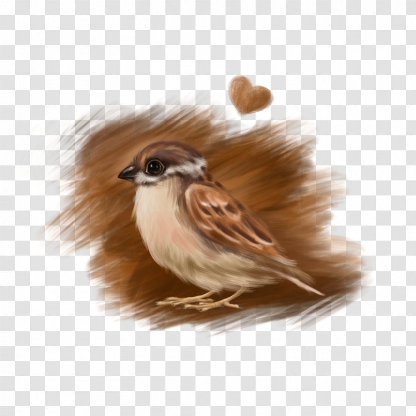 Sparrow Bird Drawing Love - Line Art Transparent PNG