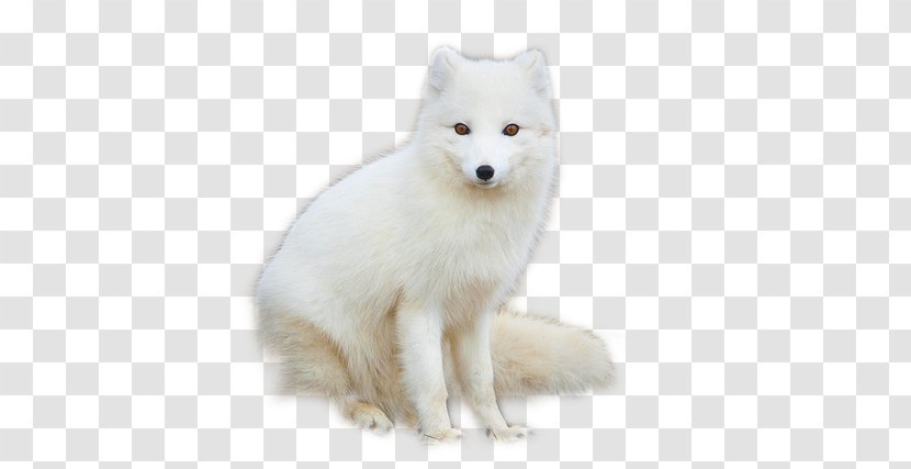 Arctic Fox Red Hare - Wildlife Transparent PNG