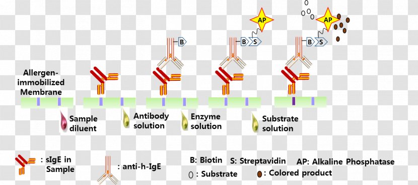 Allergen Allergy Immunoglobulin E Serum Atopy - Blood Transparent PNG