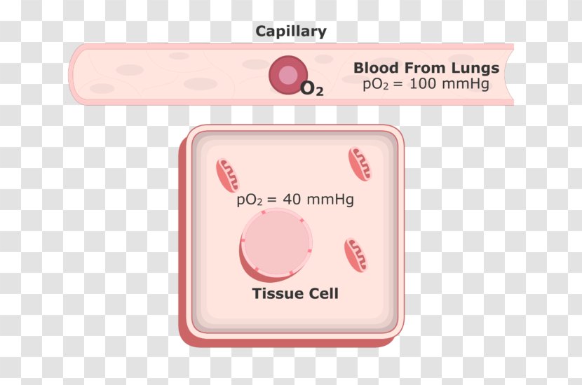 Blood Plasma Volume Oxygen Animated Film - Molecule - In Out Transparent PNG