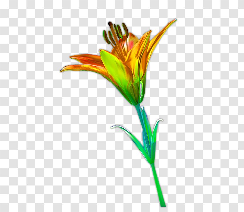 Flower Petal Computer File - Yellow - Lily Transparent PNG