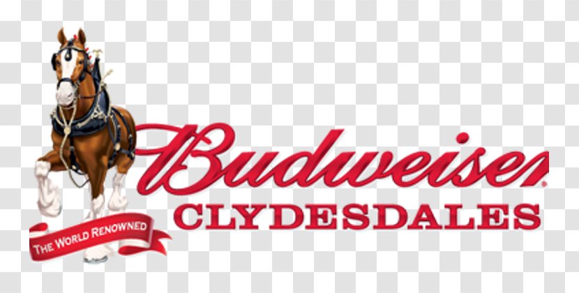 Clydesdale Horse Budweiser Clydesdales Anheuser-Busch Prohibition In The United States - Tack Transparent PNG