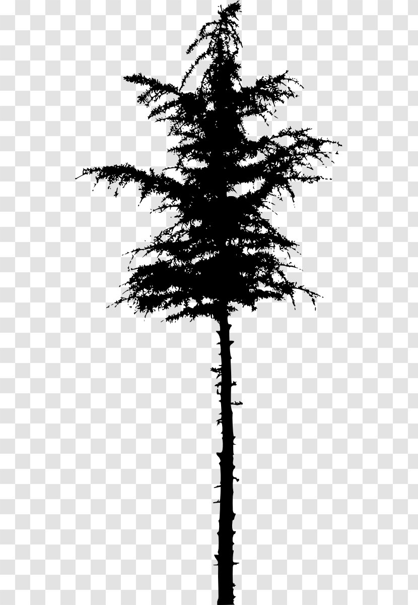 Pine Spruce Fir Silhouette Tree - Photography Transparent PNG