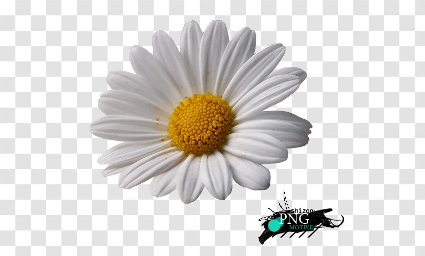 Common Daisy Oxeye Marguerite Chrysanthemum Roman Chamomile - Gerbera Transparent PNG