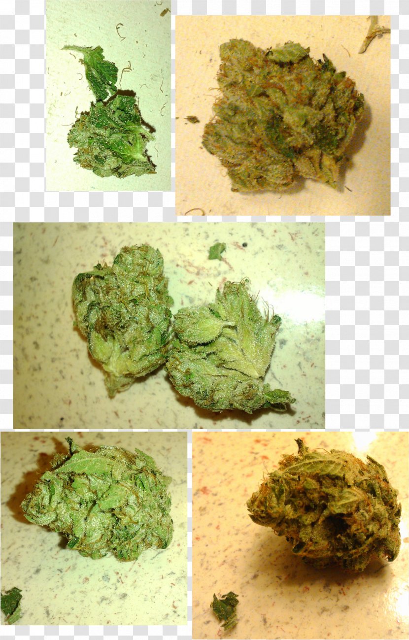 Kush Medical Cannabis Tetrahydrocannabinol Broccoli - Vegetable Transparent PNG