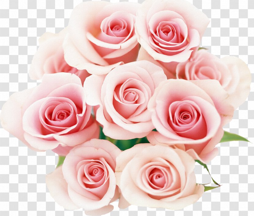 Rose Pink Desktop Wallpaper Flower - Painting - And Blue Flowers Transparent PNG