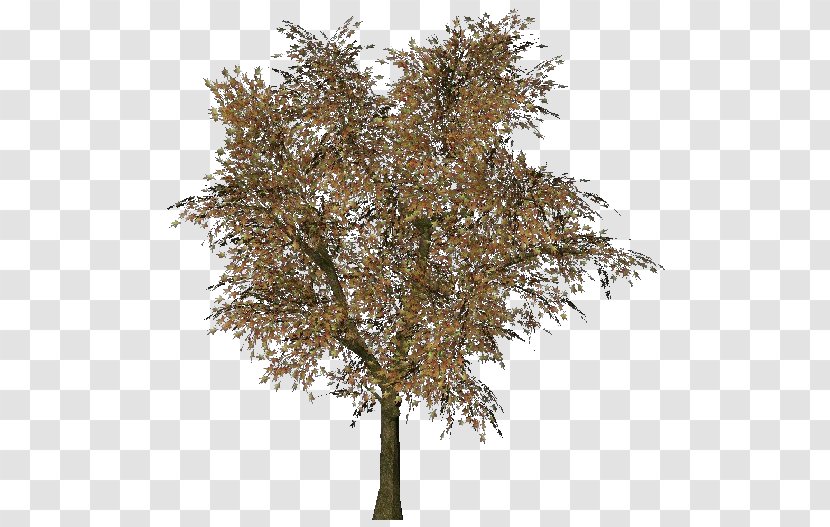 Norway Maple Tree Woody Plant Three-dimensional Space Branch - Arbol Transparent PNG
