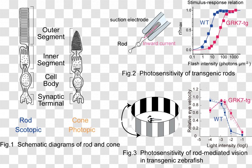 Photoreceptor Cell Rod Cone G Protein–coupled Receptor Signal Transduction - Protein - Campbell's Aussie Animals Transparent PNG