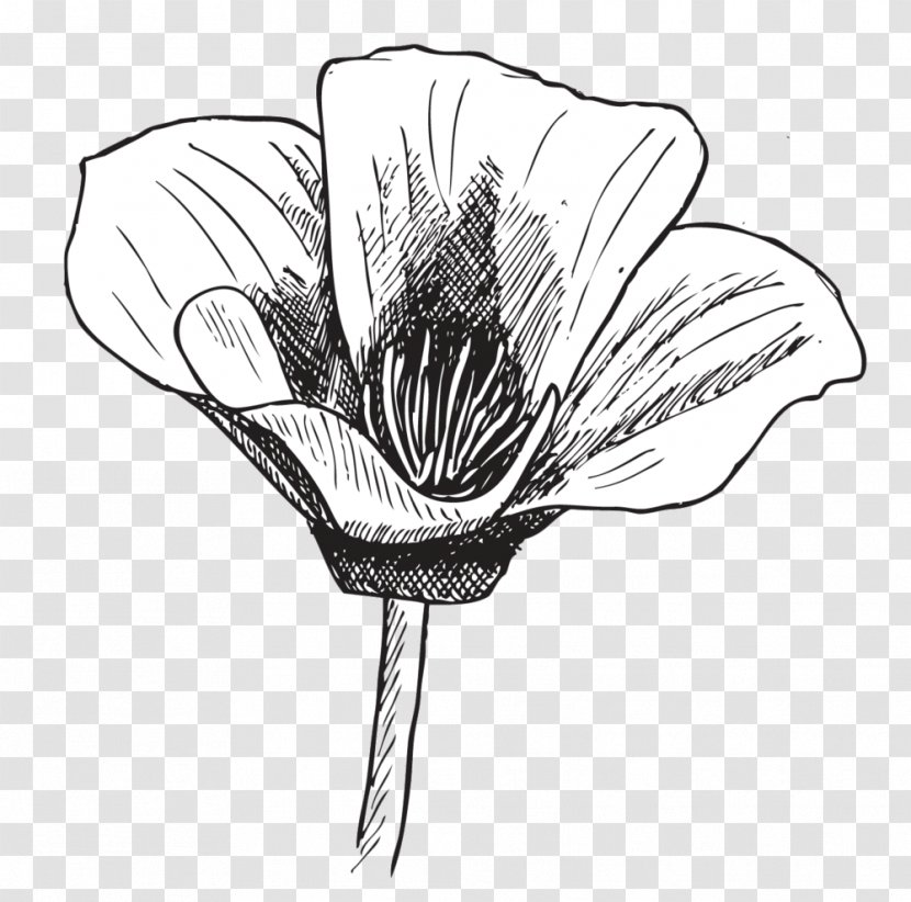 Drawing Line Art Poppy Sketch - Poppies Transparent PNG
