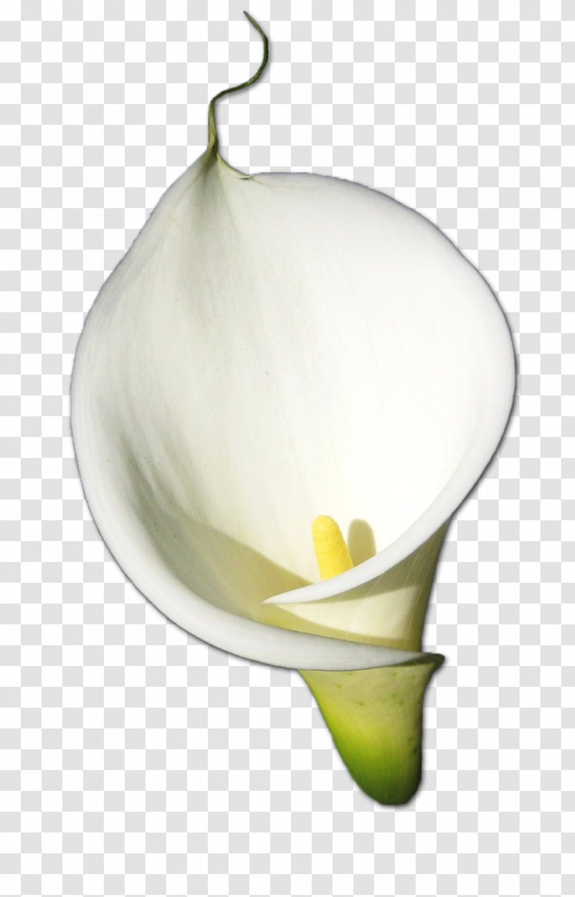 Rose Flower Arum-lily - Pink - Calla HD Transparent PNG