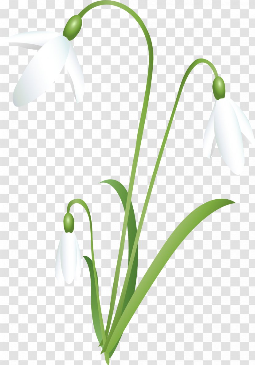 Snowdrop Cut Flowers Spring Snowflake - Plant Stem Transparent PNG