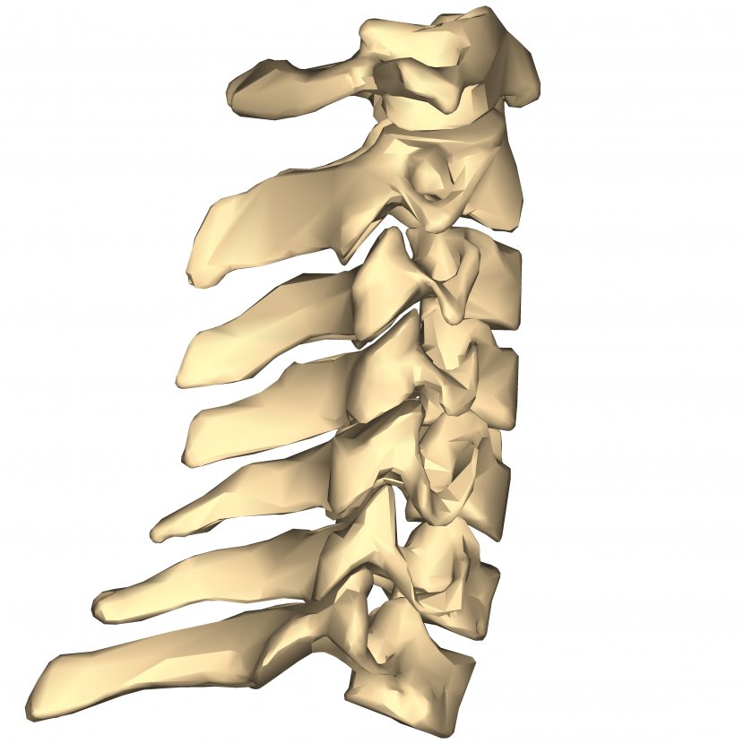 Cervical Vertebrae Spinal Nerve Vertebral Column Thoracic Atlas - Bone - Joint Transparent PNG