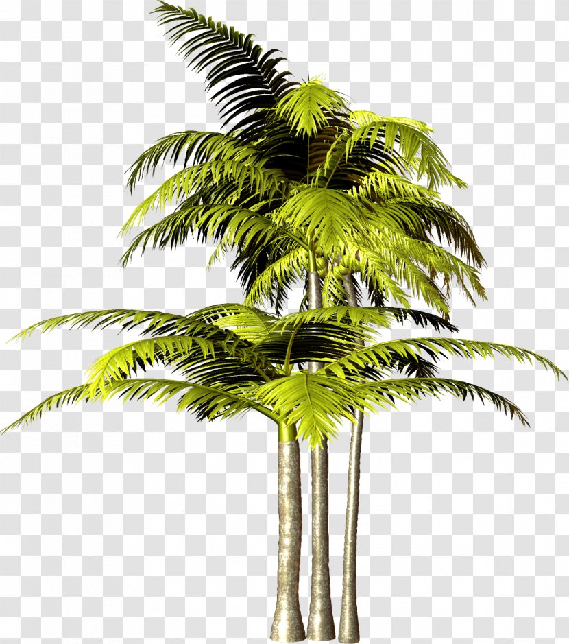 Tree Arecaceae Plant - Flowerpot - Palm Transparent PNG