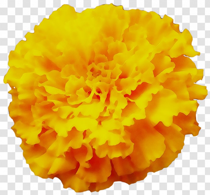 Yellow Carnation - Petal - Flower Transparent PNG