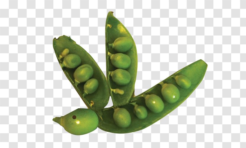 Pea Lima Bean Edamame Legume Commodity - Full Of Peas Transparent PNG