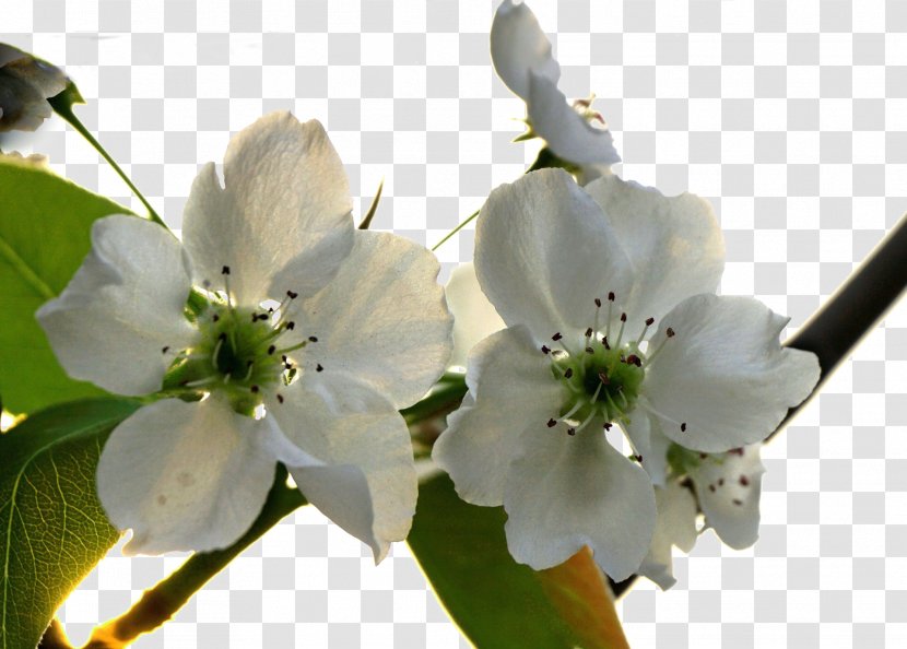 Asian Pear Blossom Flower - Fresh Tree Flowers Transparent PNG