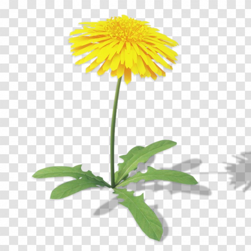 Chrysanthemum Oxeye Daisy Roman Chamomile Safflower Family - Chamaemelum Nobile Transparent PNG