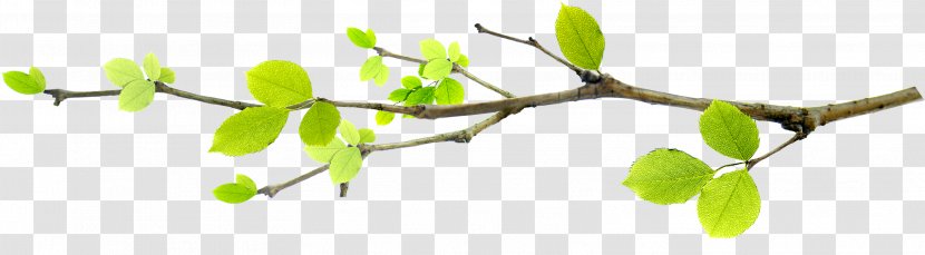 Leaf Image Illustration Gratis - Plant Stem - Leaves Transparent PNG