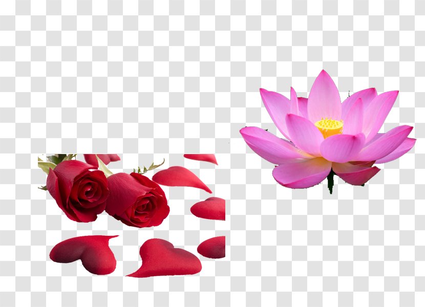 Beach Rose Petal - Flower - Lotus Transparent PNG