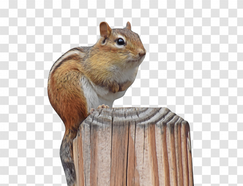 Chipmunks Squirrels Gerbils 02021 Snout Transparent PNG