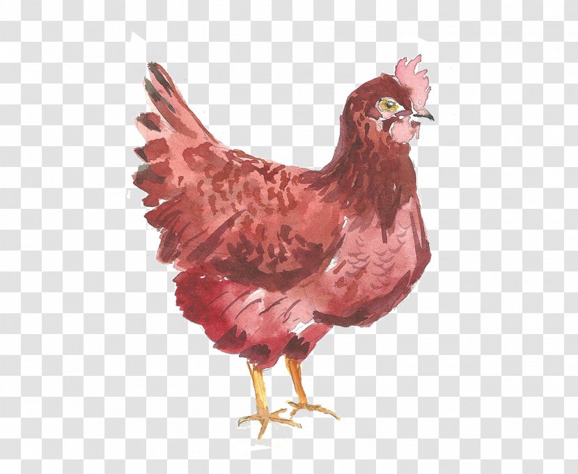 Chicken Computer File - Bird Transparent PNG