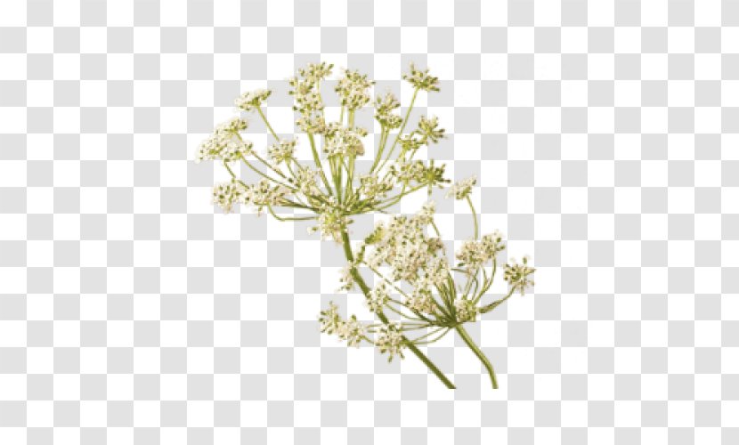 Carrot Seed Oil Flower Floristry Teleflora - Flowering Plant Transparent PNG