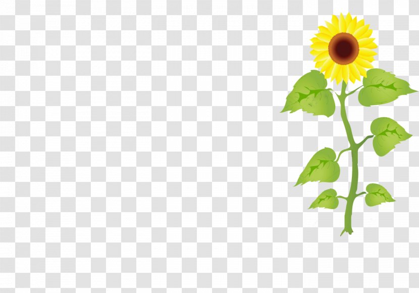 Vector Graphics Illustration Clip Art Stock Photography Royalty-free - Yellow - Sunflower Download Transparent PNG