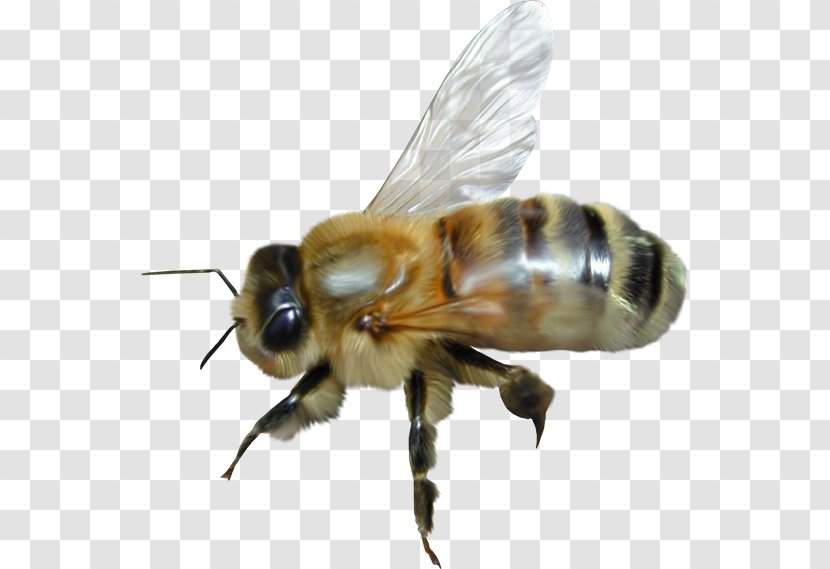 Western Honey Bee Insect Exterminateurs Associés Inc. - Animal Transparent PNG