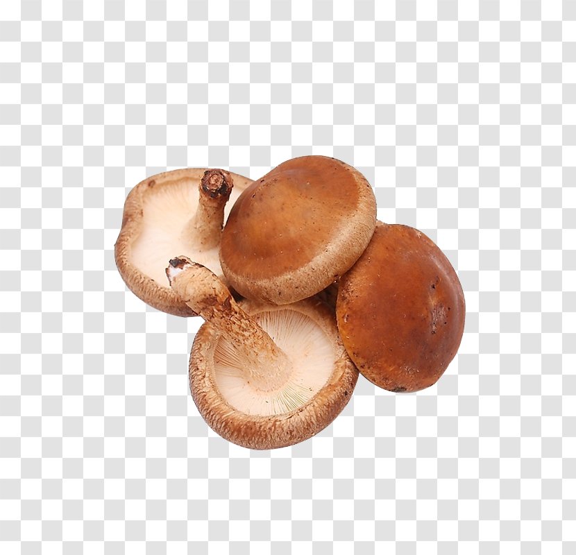 Shiitake Edible Mushroom Vegetable Fungus - Mushrooms Transparent PNG