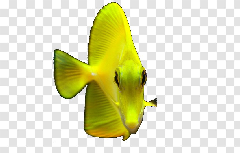 Siamese Fighting Fish Koi Aquarium Fishkeeping - Yellow Transparent PNG