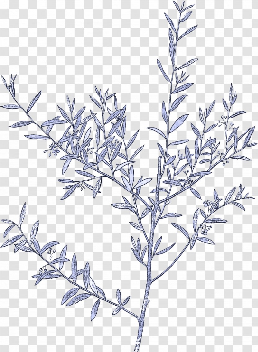 Branch Twig Tree Plant American Larch - Leaf - Stem Flower Transparent PNG