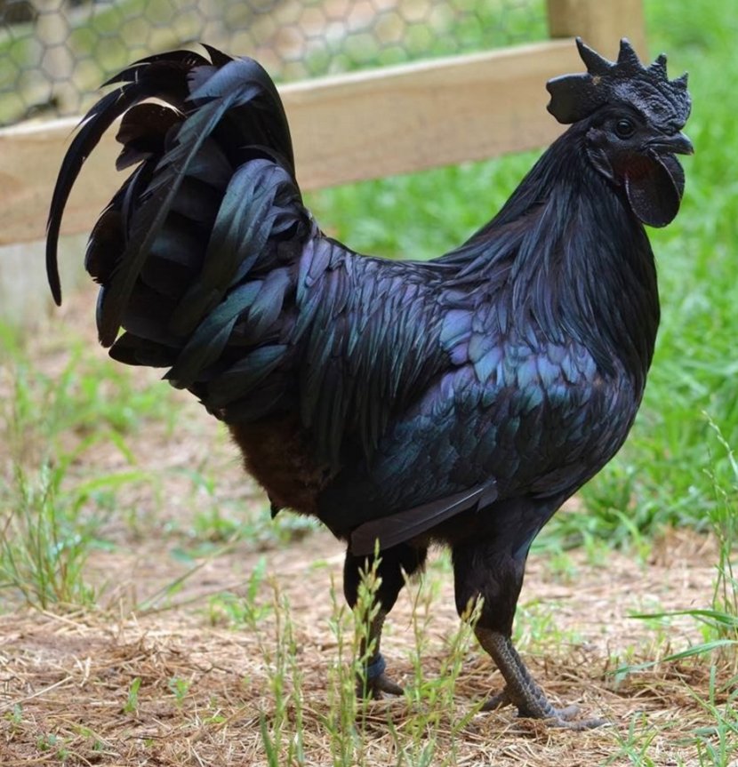 Ayam Cemani Silkie Kadaknath Java Chicken Indonesia - Cock Transparent PNG