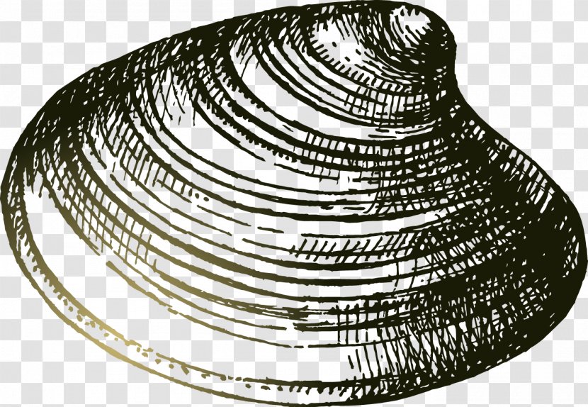 Seashell Drawing - Black And White - Hand Painted Lines Shells Transparent PNG