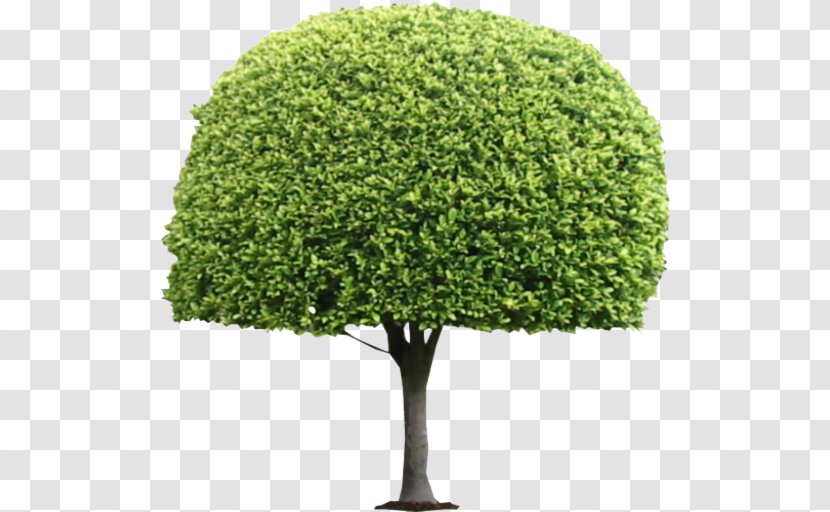 Tree Topiary Shrub Box - Plant Transparent PNG