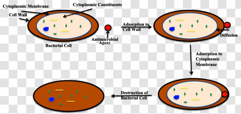 Bleach Bacterial Cell Structure Disinfectants Antimicrobial Transparent PNG