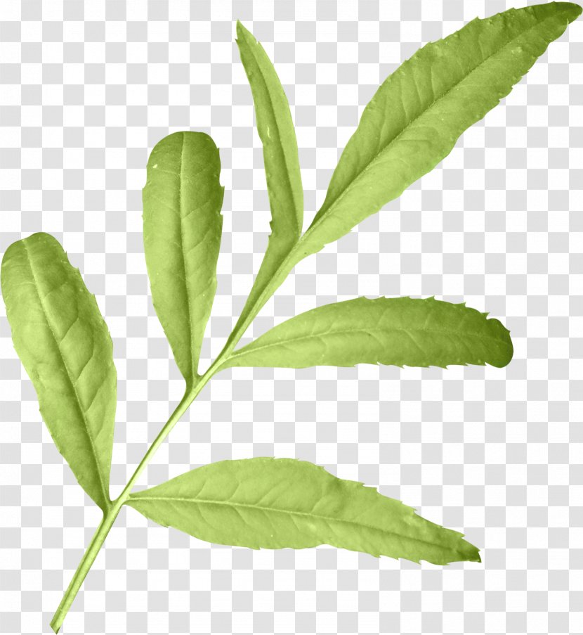 Leaf Herbalism Plant Stem Tree Transparent PNG