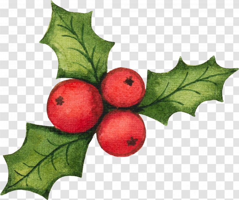 Santa Claus Vector Graphics Clip Art Christmas Decoration Illustration - Aquifoliales Transparent PNG