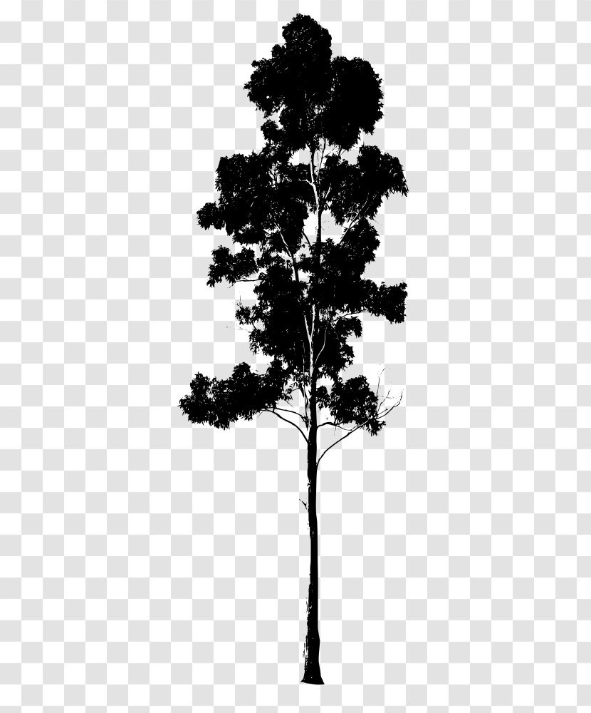 Gum Trees Drawing Pine - Royaltyfree - Tree Transparent PNG