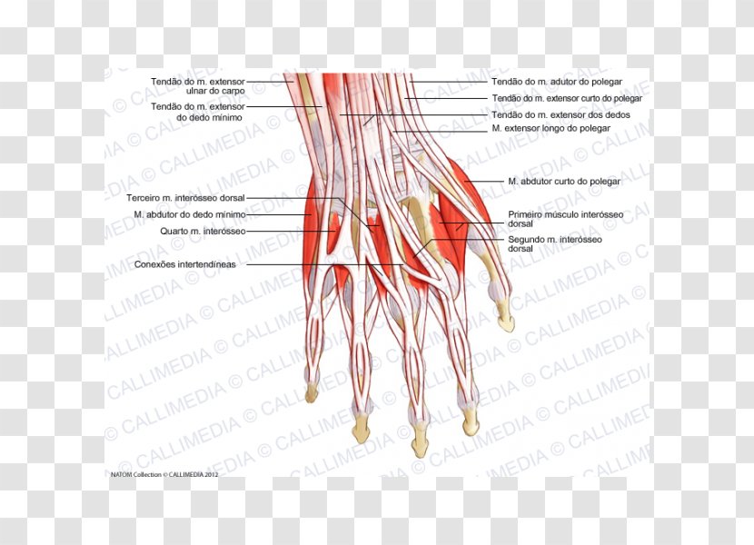 Thumb Extensor Digitorum Muscle Hand Forearm - Cartoon Transparent PNG
