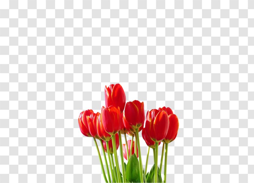 Tulip Cut Flowers Plant Stem Petal Transparent PNG