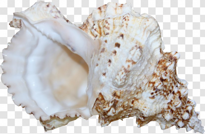 Sea Snail Conch - Threedimensional Space - Submarine Material Free To Pull Transparent PNG