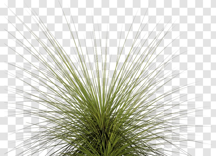 Clip Art - Tree - Tall Grass Images & Pictures Transparent PNG
