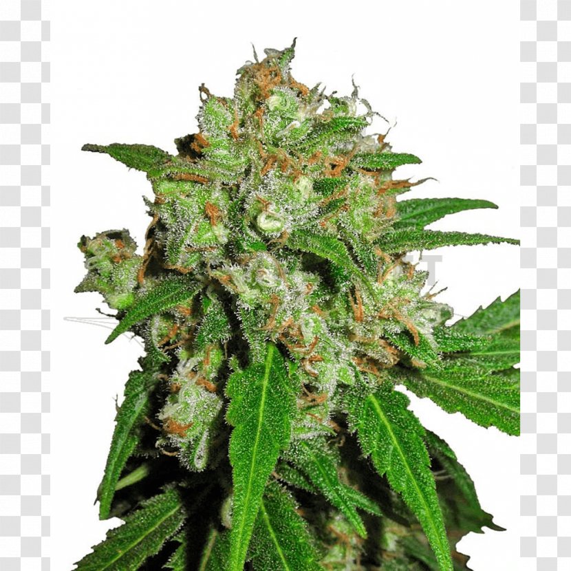 Skunk Sensi Seeds Cannabis Haze - Marijuana Transparent PNG