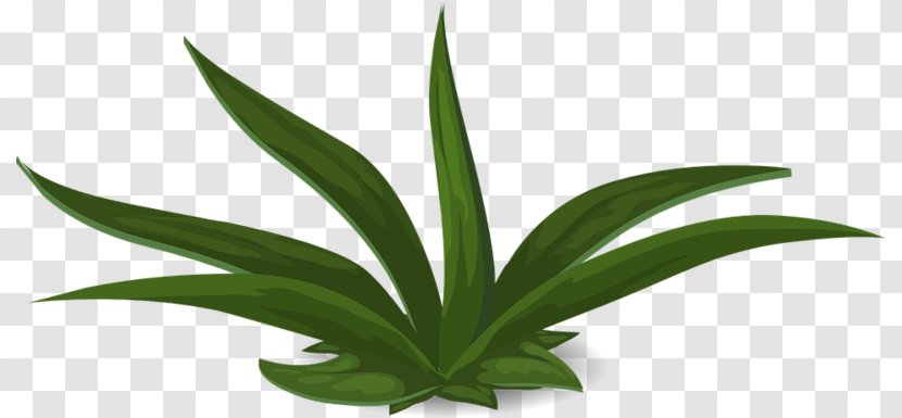 Aloe Vera Leaf - Perennial Plant - Succulent Transparent PNG