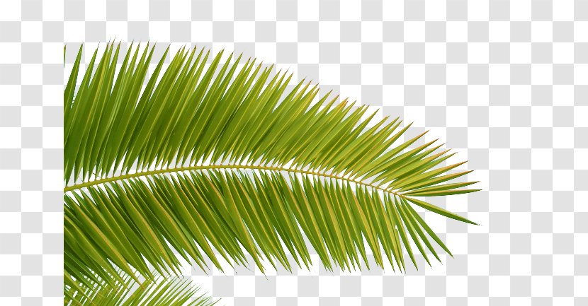 Arecaceae Coconut Leaf Download - Yellowing Of Leaves Picture Material Transparent PNG