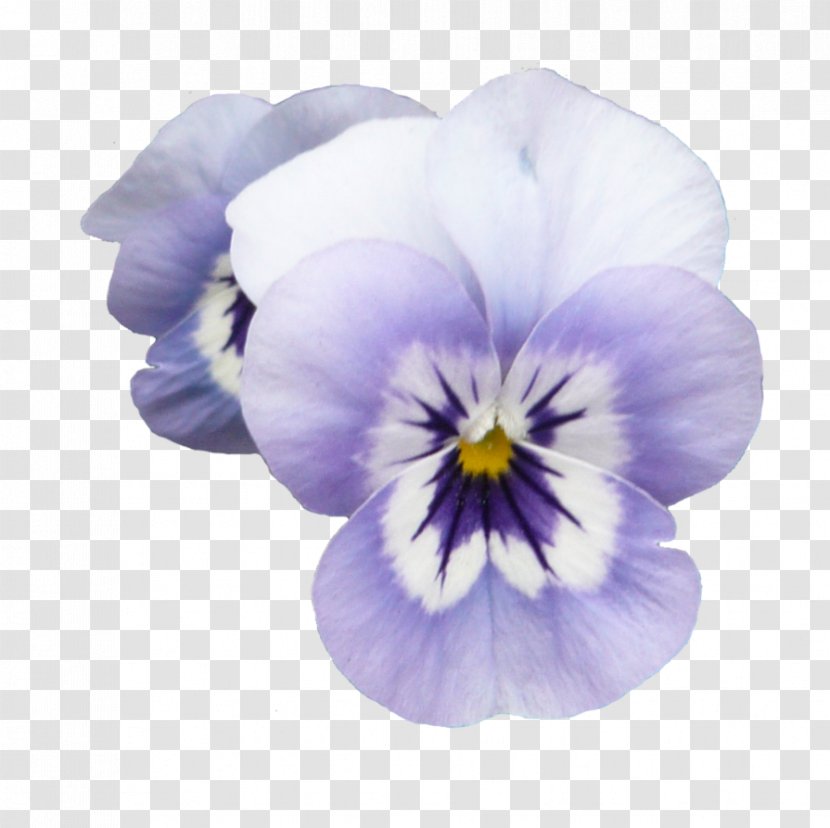 Flower Purple Violet Color - Flowering Plant - Flowers Transparent PNG