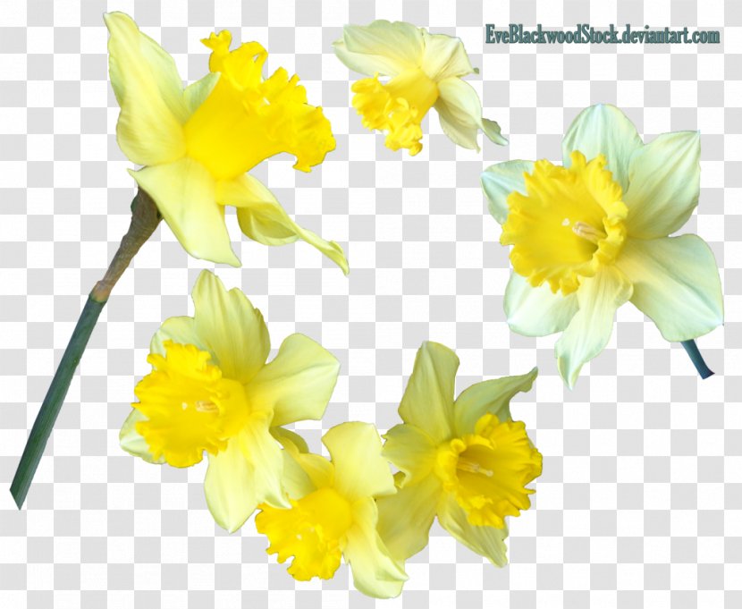 Jonquil Clip Art - Amaryllis Family - Daffodils Transparent PNG